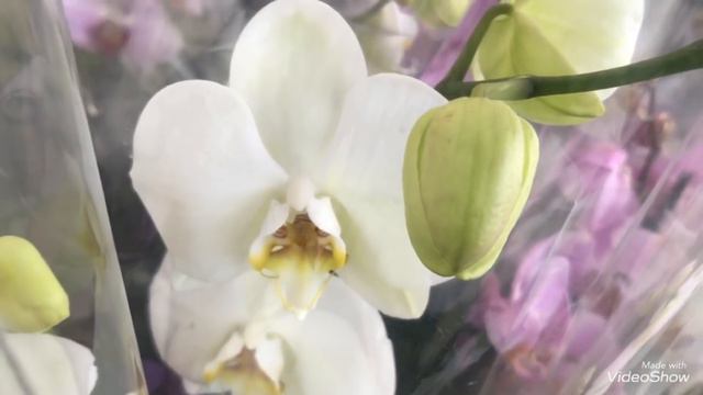 ОБИ. Орхидеи и этим всё сказано... смотреть онлайн