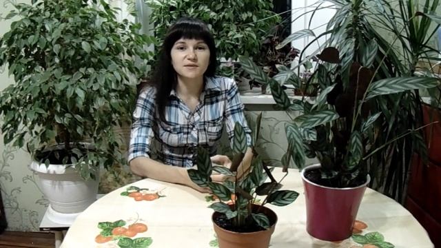 Ктенанта. Уход за ктенантой в домашних условиях.