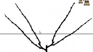 ? Веерная бесштамбовая формировка винограда (часть 1)
