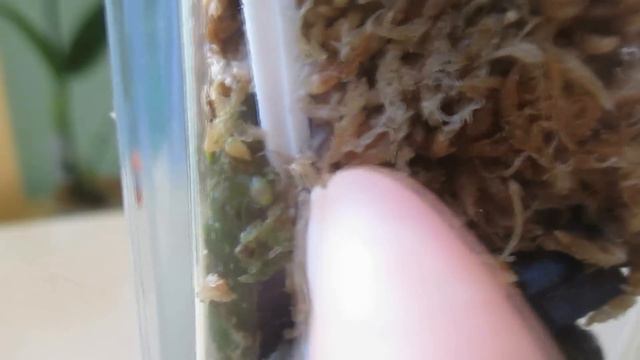 Орхидея в стекле: месяц с момента пересадки смотреть онлайн