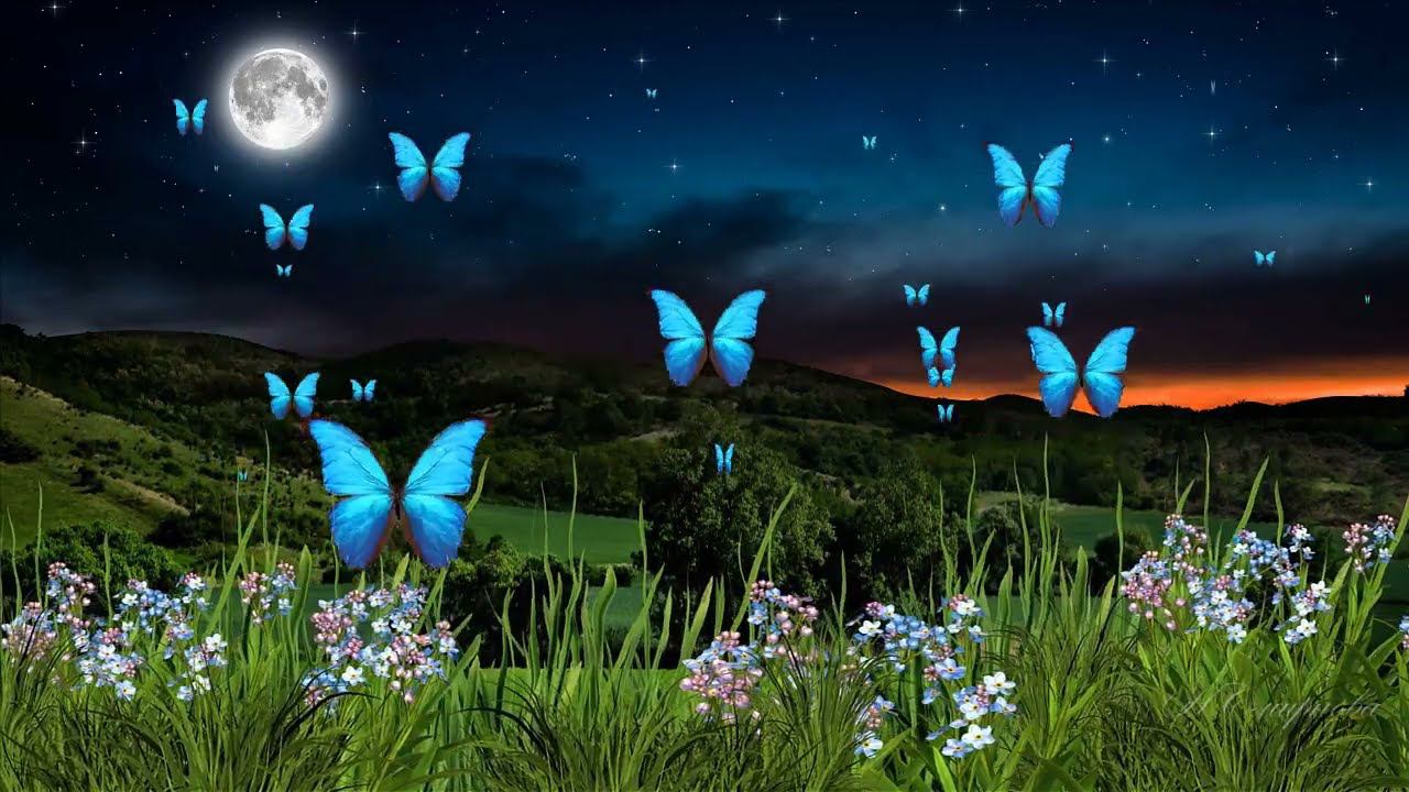 AdobeAfterEffects МК-17 футаж Бабочки в ночи Работа с проектами смотреть онлайн