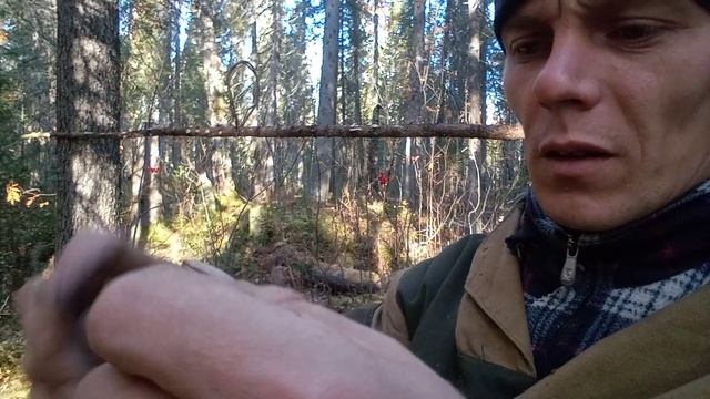 как делать петлю на рябчика / тихая охота.
