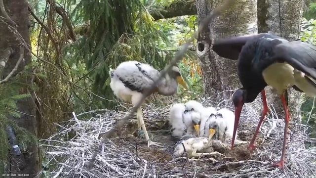 Must-toonekurg-2_The black stork doesn't understand what to do with his sick chick 11.07.2021. 20:0 смотреть онлайн