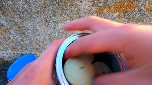 Ловля ТОЛСТОЛОБА на РЕЗИНКУ , рыбалка на САМОДЕЛЬНЫЙ технопланктон.