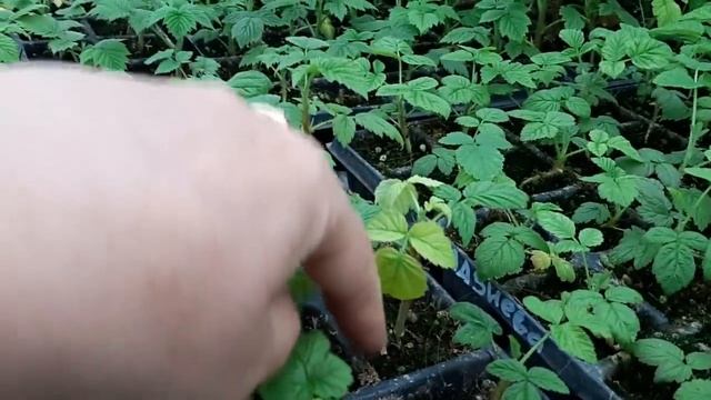 Промежуточный результат укоренения крапивки малины смотреть онлайн