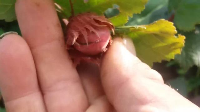 Мой Фундук, посадка 2012 года. Орешки 2016года смотреть онлайн