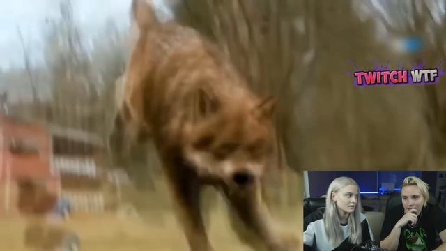 modestal смотрит Топ Моменты c Twitch | ПОКАЗАЛА ШОРТЫ ? | Hard Play Разбил Телефон | Цитаты Волка смотреть онлайн