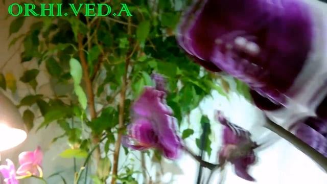 Фаленопсис "Chiada Stacy Chocolate drops "_ смотреть онлайн