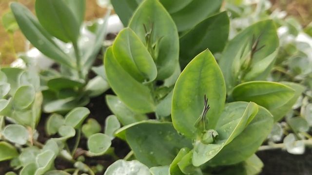 10.07.22 Дача.Отпуск завершён.Урожай клубники радует. смотреть онлайн