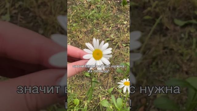Если на вашем участке выросли #полезные растения #shorts смотреть онлайн