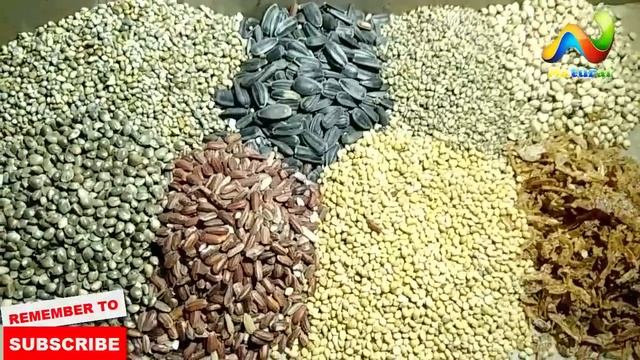 Java Winter Mix Feed | Winter Mix Seeds | Best Diet For Java Birds | Urdu /Hindi смотреть онлайн