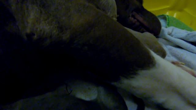 My American Bully Pitbull Giving Birth Naturally At Home смотреть онлайн
