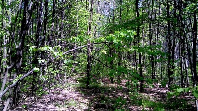 " Там соловей в кустах поет"... смотреть онлайн