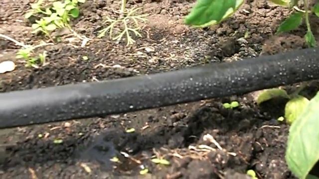 Устройство капельного полива на садовом участке от ЭкоФерма73 смотреть онлайн