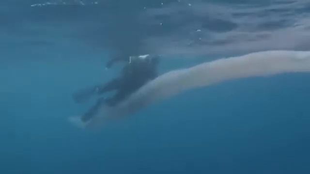 НАЙДЕНО САМОЕ ТАИНСТВЕННОЕ СУЩЕСТВО смотреть онлайн