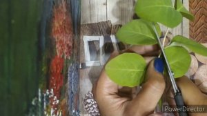 Жимолость каприфоль. Черенкование