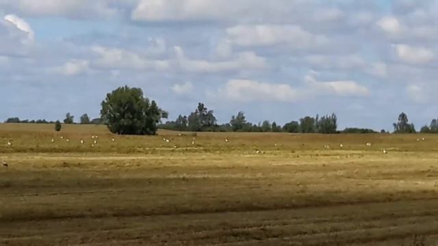 Аисты на пашне смотреть онлайн