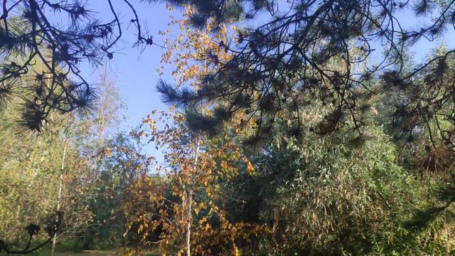 Как озеленен "Корабел".Идём по территории после завтрака13 сентября 2021 г.Лазурное. смотреть онлайн