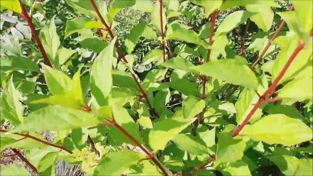 Грибковое заболевание септориоз метельчатой гортензии, чем лечить смотреть онлайн