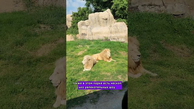 Как мы сходили в Дубай сафари парк 🌿🦁 смотреть онлайн