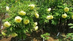 Древовидный пион — описание вида, лучшие сорта для сада