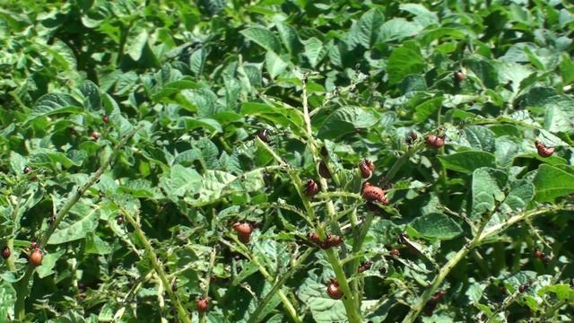 00063 смотреть онлайн