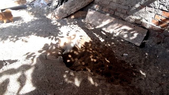 Магия тираннозавра! Ти-Рекс беспомощен! Magic dogs and dinosaur смотреть онлайн