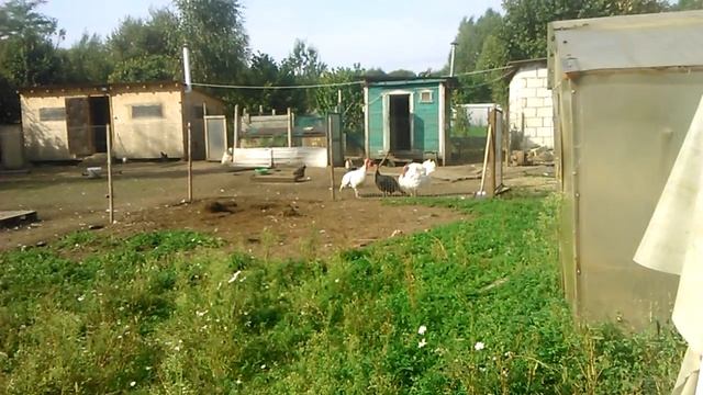 Белые-широкогрудые индюки 6 месяцев. смотреть онлайн