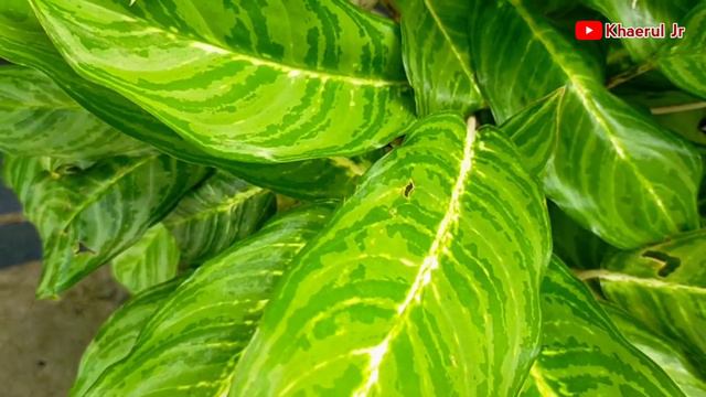 Tanaman Hias Aglaonema Nitidum