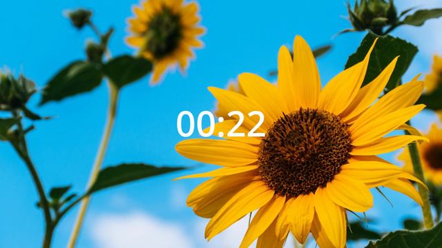 Study With Me #211 🌻 | Lofi Mix 🎶 | 2 Hours (45/15 pomodoro format) ⏰ смотреть онлайн