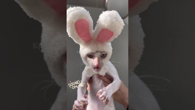 Милый зайчишка? смотреть онлайн
