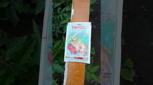 Лучшее средство от фитофторы на томатах. Танос