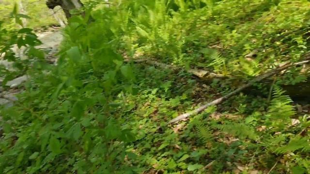 рыбалка в КБР # Trout fishing ? #форель смотреть онлайн