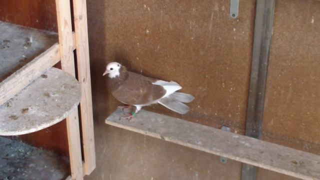 Мои Бакинские голуби. Акбаши,белые.Отбираю молодых. смотреть онлайн