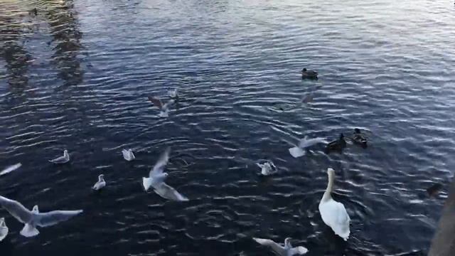 Zurich, Swiss, Цюрих, Щвейцария, европа, #10 путешествия смотреть онлайн