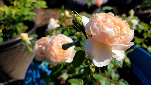 New Rose 2021 - David Austin Rose - Ambridge Rose