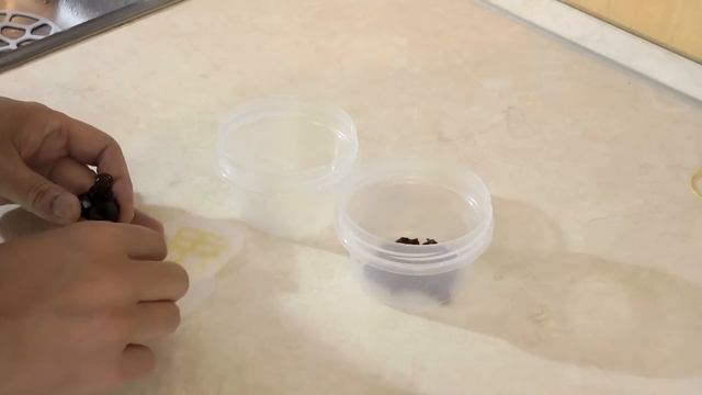 Супер уловистый мотыль. Как подготовить мотыля перед рыбалкой. смотреть онлайн