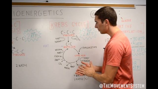 Krebs Cycle Explained! смотреть онлайн