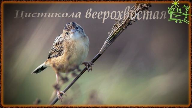 Голоса птиц Как поет Цистикола веерохвостая (Cisticola juncidis).mp4 смотреть онлайн