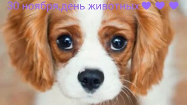 День животных! смотреть онлайн