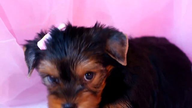 Йоркширский терьер, девочка, SHOW класс / Yorkshire errier puppy, female смотреть онлайн