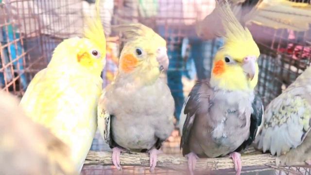 Uluberia pet market . Birds pirce updated 04.11.2023. Uluberia pakhir haat. #cheapest #petvlog #sal смотреть онлайн