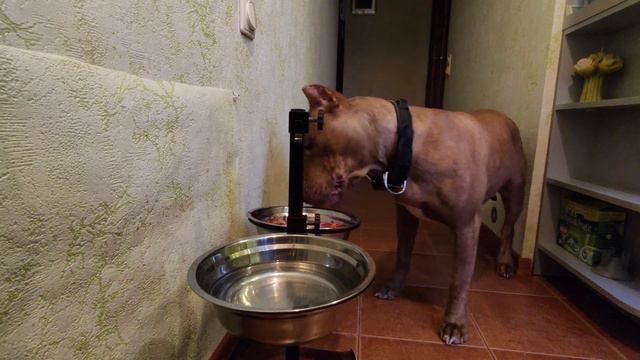 Питбуль Ася. Только каёмочку оближи ))) смотреть онлайн