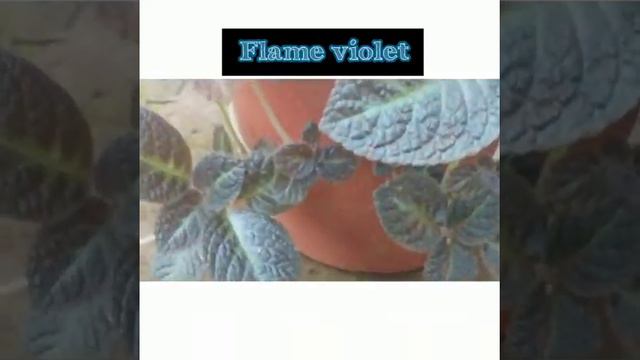 House Plants അലങ്കാര ചെടികൾ смотреть онлайн