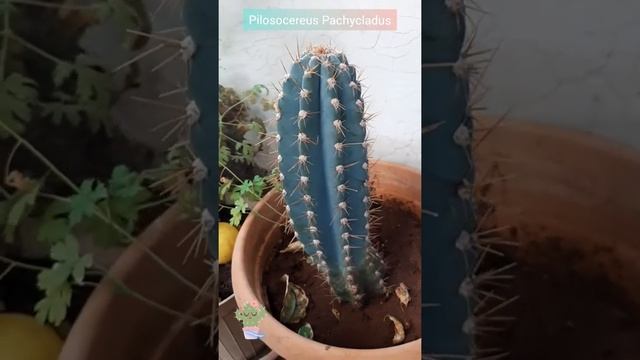 Pilosocereus Pachycladus Cactus смотреть онлайн