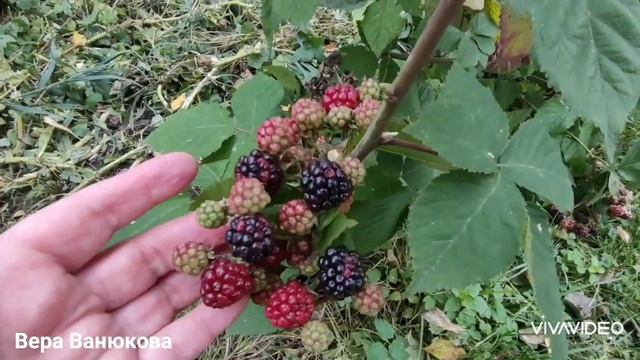 Осенний сад и огород.Выкапываем цветы георгины и гладиолусы. смотреть онлайн