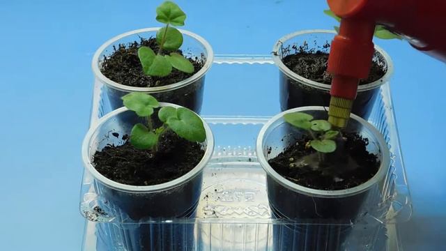 Плющелистная пеларгония из семян до цветов смотреть онлайн