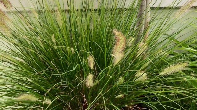 Pennisetum alopecuroides, Federborstengras смотреть онлайн