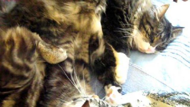 Коты смотреть онлайн
