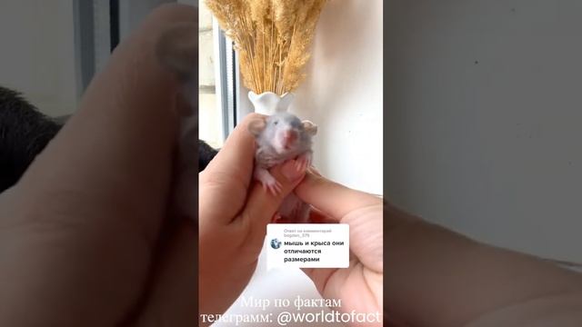 Как отличить Крысу от Мыши смотреть онлайн